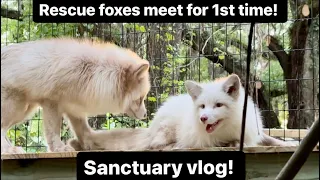 Rescue foxes meet for first time! Sanctuary vlog!