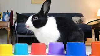 Rabbit gets treats - when will he run?