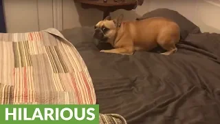 French Bulldog has intense case of the zoomies