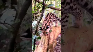 Most  rare wild cats - ocelot kitten #shorts. @wildcatsinfo  #youtubeshorts #animals