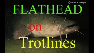 Catching Flathead Catfish with live bait - Trotliners