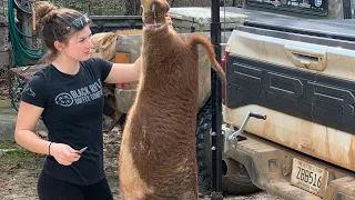 Hog Trapping: Modifying & Baiting a New Hog Trap!