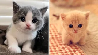 Animals SOO Cute! AWW Cute baby animals Videos Compilation Funniest and Cutest moment of animals #11