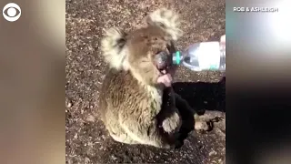 WEB Extra: Injured Koala Drinking From Water Bottle