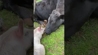 This Cow Is The Best Snuggle Buddy | The Dodo