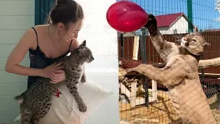 EXEMPLARY LYNX AND PLAYFUL COUGAR / Bobcat Rufus traded meat for carrots