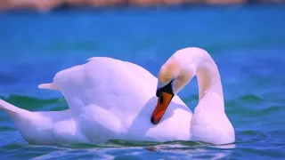 💕 The Swan ♫ Romantic Sentimental Piano Music by Bdk Sonic