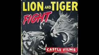 Asiatic Lion vs Bengal Tiger - fight to the death - Gir forest INDIA 1930s