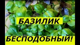 БЕСПОДОБНЫЙ СПОСОБ ВЫРАЩИВАНИЯ БАЗИЛИКА ДОМА / БЕЗ ПИКИРОВКИ / СУПЕР СПОСОБ !