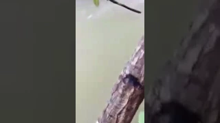 Giant croc bite human body in indonesia.