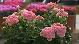 Pelargonium Rosebud Astrid in 360° view