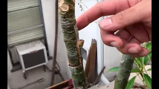 Signs your plumeria graft isn’t doing well
