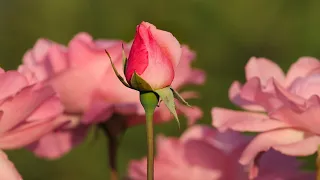 Эти Розы Для Тебя! Я Желаю Тебе Счастья! Красивая Музыкальная Открытка Для Прекрасного Человека!
