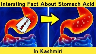 Intersting Fact About Stomach In Kashmiri Lanuage || Factify Kashmir || #shorts