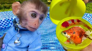 Monkey Baby Bim Bim and puppy open Surprise eggs contain So cute ducklings, koi fish, goldfish