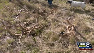 Wyoming residents rush to forest to find shed horns