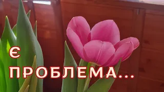 Тюльпани не розквітли, що сталося?