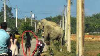 Fearless Girl In Front Of Giant Wild Elephant.