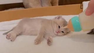 The sleeping kitten's reaction when I gently gave it milk was so cute...