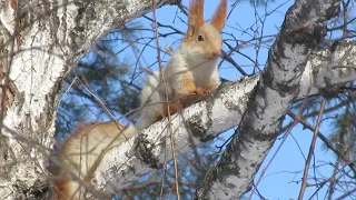 Уход за шубой и хвостом - Fur coat and tail care - পশম কোট এবং লেজ যত্ন