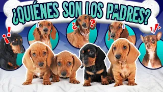 CONFESSING THE STORY BEHIND THE PUPS | LOS POLINESIOS VLOGS