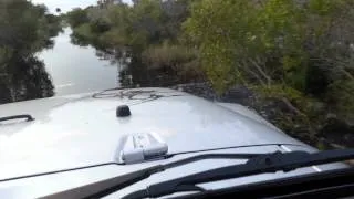 Gator swimming right in front of us in the Jeep!