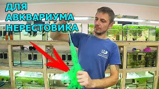 Подготовил аквариумы для разведения рыбок