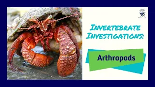 Invertebrate Investigations: Arthropods