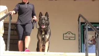 Trained Protection Dog goes to Starbucks with his owner!