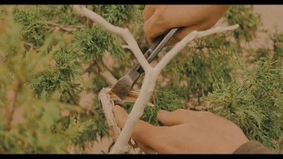 The Art of Shaping a Bonsai Tree | Short Film Showcase