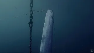 Regalec, перший контакт з королем риб | Документальний фільм про дику природу 4K