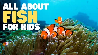 All about Fish for Kids | Learn the characteristics of fish | What is a fish?