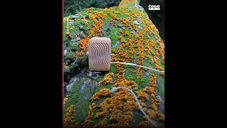 El Sonido de los Hongos - La Naturaleza y sus sonidos!!! hermoso