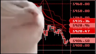 vibing cat on crypto/stock market crash