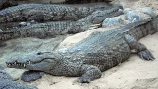 National Geographic Documentary Crocodile Wildlife Animal