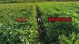 Melon at Watermelon. Alin ang mas Madaling Alagaan?