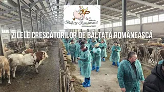 Zilele Bălțatei Românești. ”Școala de iarnă” a crescătorilor de vaci de lapte și de carne