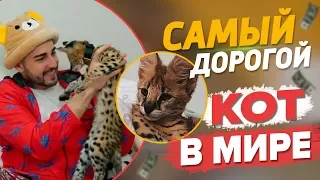 КУПИЛ КОТА GUCCI ЗА ПОЛМИЛЛИОНА РУБЛЕЙ!