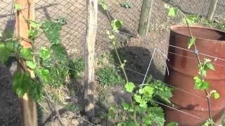 @Защита винограда от весенних заморозков