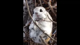 [4k] Siberian flying squirrel エゾモモンガ  shorts