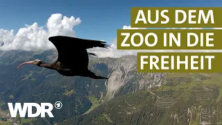 Fast ausgestorbene Arten - Kann Auswilderung sie retten? | Theos Tierwelt (1/3) | WDR