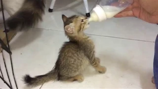 abondoned kittens bottle feeding