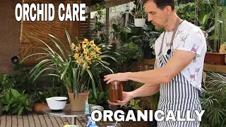 How to Treat a Cymbidium Orchid for Fungus and Pest using Cinnamon and Garlic