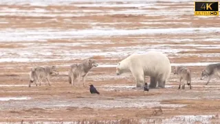 wolf attack on polar bear || wolf attacked polar bear with his family