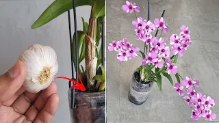 Só 1 DENTE DE ALHO na ORQUÍDEA (veja que resultado incrível)