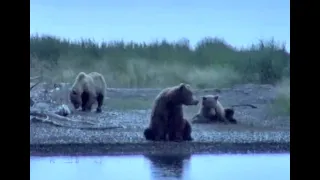 Bear 94 and cubs. Explore.org 22 June 2020