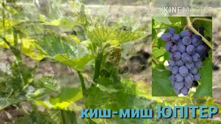 киш-миш 🍇 ЮПІТЕР - зав'язь (майбутні грона)