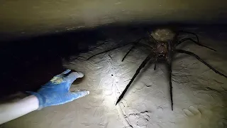 A MAIOR ARANHA DO MUNDO JÁ ENCONTRADA