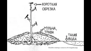 Посадка плодовых деревьев на холмы. Нюансы посадки на холм.