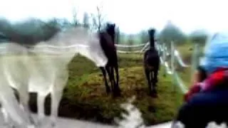 .::Horses in my life::.